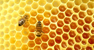 От днес започва подписването на договори по de minimis за пчеларите