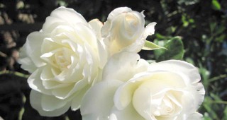 Бялата роза е подходяща за биологично производство