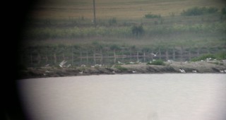 В Атанасовско езеро е наблюдавана колония от гнездящи дебелоклюни рибарки