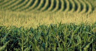 Сеитбата на царевица в САЩ достигна до 88%