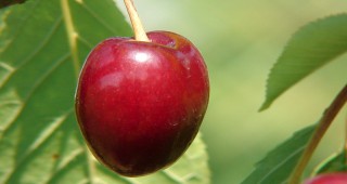 Поражения върху реколтата от череши и ягоди в Сливенска област