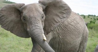 Бременна слоница от хюстънския зоопарк е подложена на тренировъчен режим