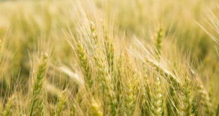 Националната асоциация на зърнопроизводителите настоява за неотложен дебат в сектор Земеделие
