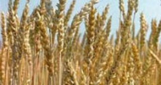 Глобалното затопляне влошава качеството на пшеницата