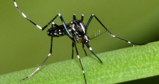 Австралийски учени се опитват да преборят тропическата треска денга