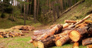 ИАГ: Лесовъдските мероприятия в Аспарухово са в рамките на горско-стопанския план