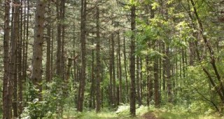 Промяна в Закона за горите цели да оправдае плащането на 15 млн. лв. от три горски предприятия