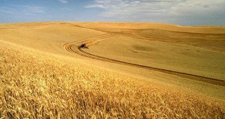 Цените на пшеница на световния пазар остават ниски