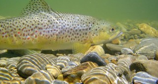 Установени са 8 нарушения на Закона за рибарството в Ловеч и Кюстендил