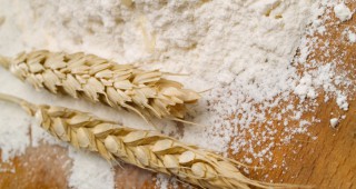 Спад в цената на мелничарската пшеница