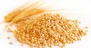 Цените на пшеницата на нивото на реколта 2013