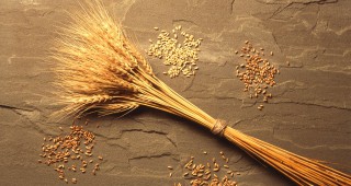 По данни на МЗХ се очаква добра реколта от пшеница, въпреки падналите дъждове