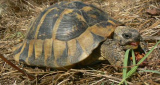 120 сухоземни костенурки са спасени край Стара Загора