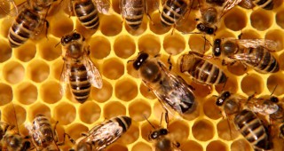 Още 108 пчелари получават помощ от ДФ Земеделие
