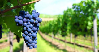 ИАЛВ стартира прием на заявления по две мерки от Националната програма за подпомагане на лозаро-винарския сектор 2014-2018