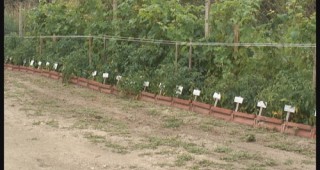 Над 170 сорта домати се отглеждат в зеленчукова градина край Балчик
