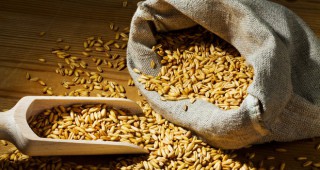 За защитена изкупна цена на пшеницата и ечемика настояват зърнопроизводителите