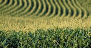 Над 75% от площите с царевица в САЩ са в добро и отлично състояние според анализатори