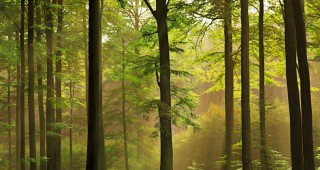 Регионалната дирекция по горите - Благоевград организира работно съвещание
