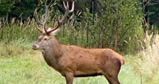 ДАГ подновява конкурсите за стопанисване и ползване на дивеча в държавните ловностопански райони към държавните горски стопанства