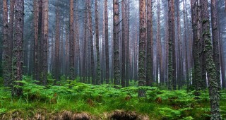 С цел засилване на контрола в горските територии ще се въведе нова система за превенция