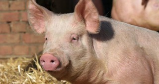 Днес приключва приемът на заявления за държавна помощ за хуманно отношение към свине за угояване
