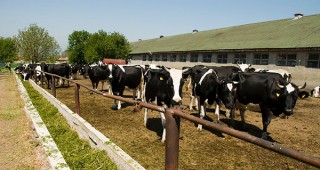 АЗПБ настоява за точното диагностициране при случаите на масово измиране на крави в Югоизточна България