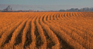 Площите с ГМО в света нараснаха на 190 млн. хектара