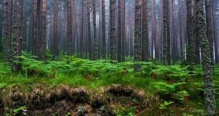 Устойчивото управление на горите, общинска собственост беше обсъдено на работно съвещание