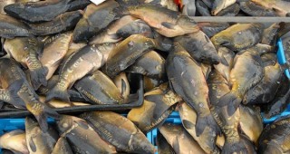 51 кг. незаконно превозвана риба са заловили инспектори на ИАРА