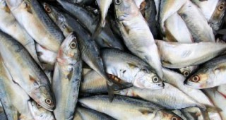 Иззети са незаконни риболовни уреди от язовир Батак