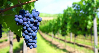 Очаква се тазгодишната реколта на винено грозде да бъде по-слаба от миналогодишната