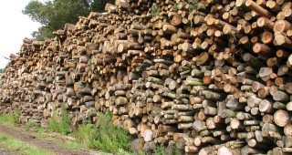 Осигуряват 200 хил. куб. м дърва за огрев в Благоевградско