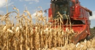 Добивът на царевица у нас тази година ще е около 500 килограма от декар