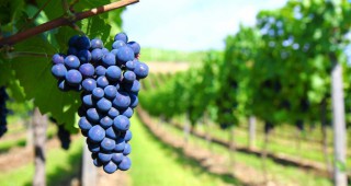 16 винарски предприятия отварят врати тази година