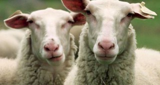 Очертават се нови загуби за овцевъдите от болестта 