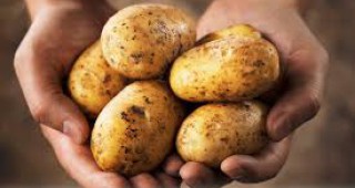Площите с картофи намаляват