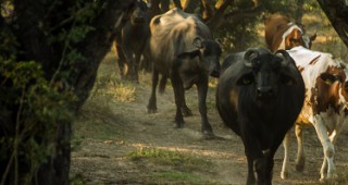 Отглеждането на биволи – предизвикателство или шанс за животновъдите