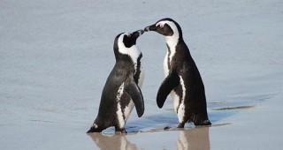Разгадаха езика на пингвините