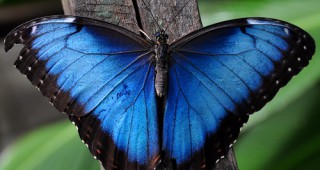 Показват екзотични пеперуди от цял свят в Бургас