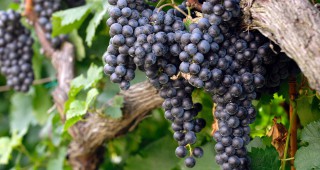 Девет милиарда и половина евро оборот генерират лозарството и винарството в Италия