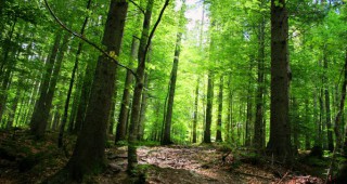 Природозащитници предложиха решения за справяне с проблемите в горите