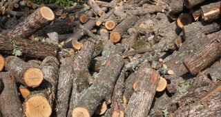 Осигурено е нужното количество дърва за огрев у нас