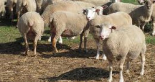 Изплащат на овцевъдите 5 млн. лева по de minimis