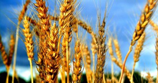 Рекорден добив от пшеница в световен мащаб прогнозират специалистите