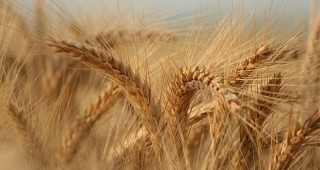 В Казахстан реколтата от пшеница ще е по-малка