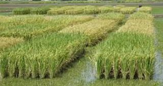 До утре оризопроизводителите могат да подават заявления за подпомагане по схемата de minimis