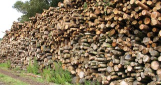Изсичането на горите носи загуби от над 7 милиарда евро на година