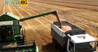 Добра реколта от пшеница очакват земеделците тази година