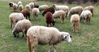 Национален събор на овцевъдите в България